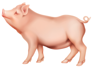  a young pig